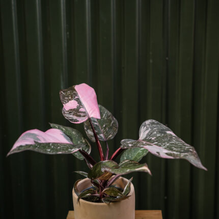 Philodendron Pink Princess Marble