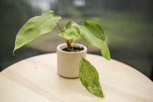 Philodendron Paraiso Verde