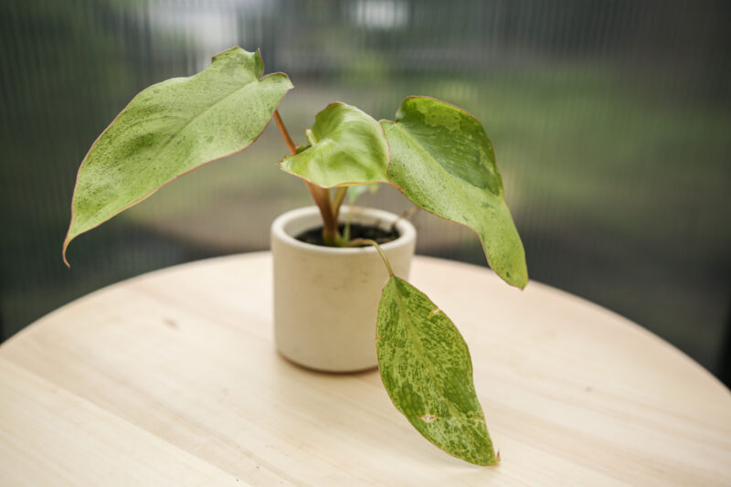 Philodendron Paraiso Verde