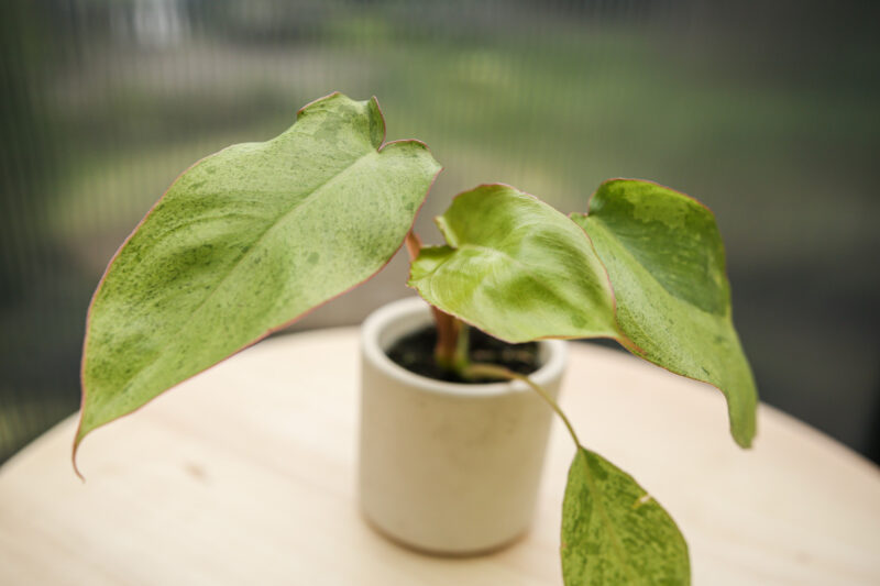 Philodendron Paraiso Verde