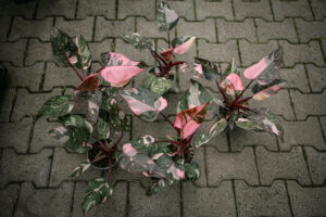 Philodendron Pink Princess Marble