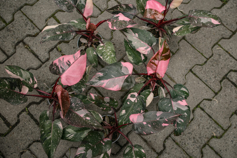 Philodendron Pink Princess Marble