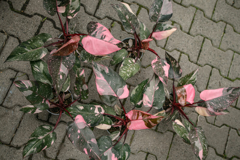 Philodendron Pink Princess Marble