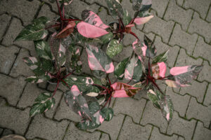Philodendron Pink Princess Marble
