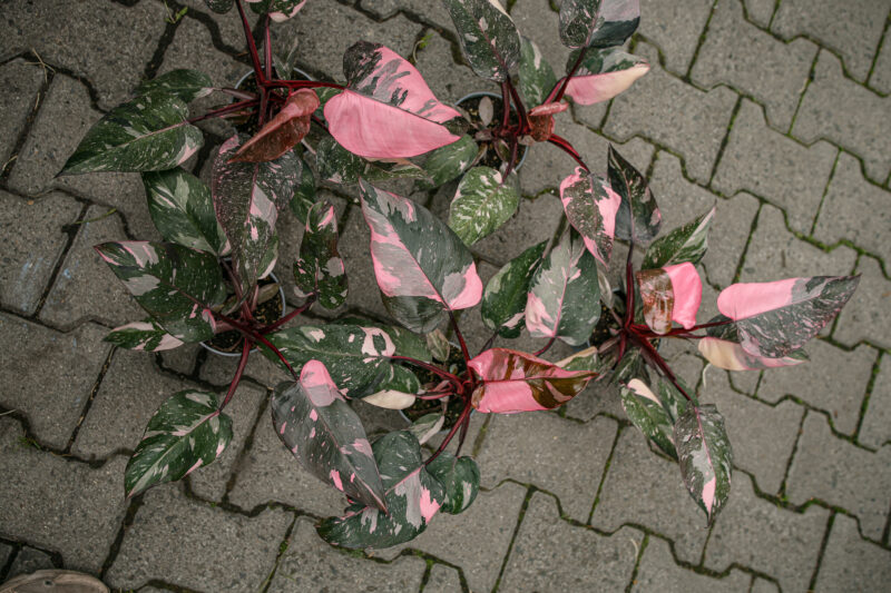 Philodendron Pink Princess Marble