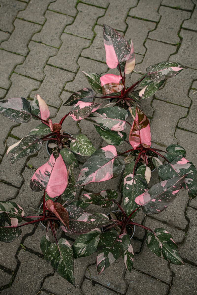 Philodendron Pink Princess Marble