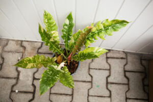 Philodendron Ring Of Fire