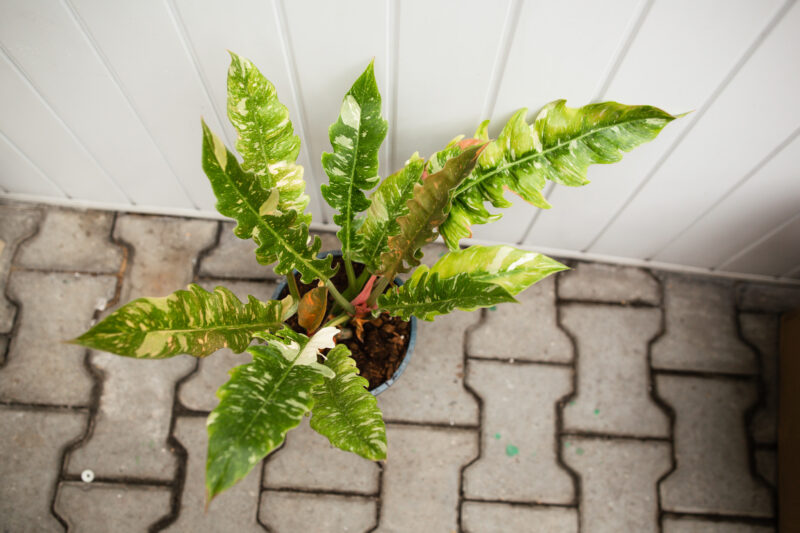 Philodendron Ring Of Fire