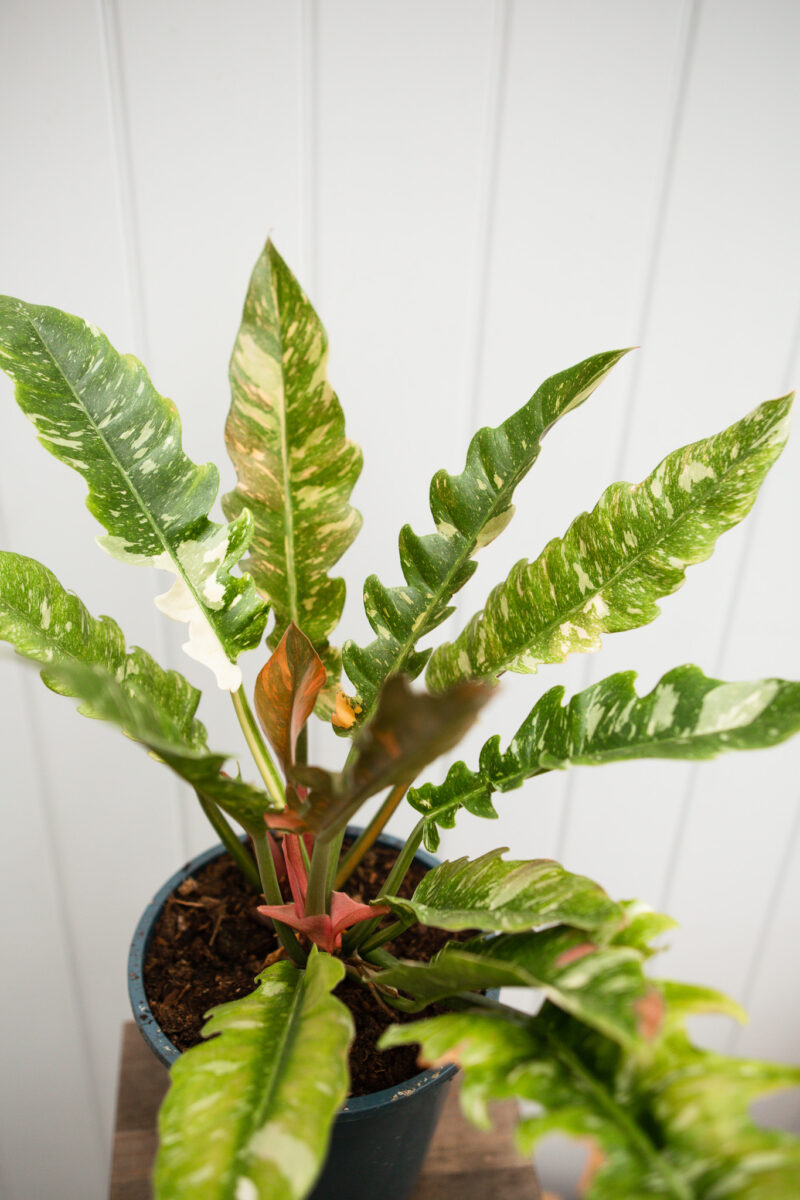 Philodendron Ring Of Fire