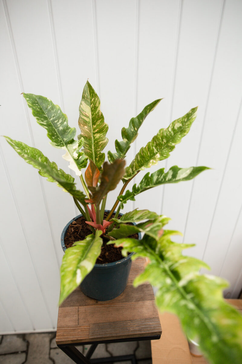 Philodendron Ring Of Fire