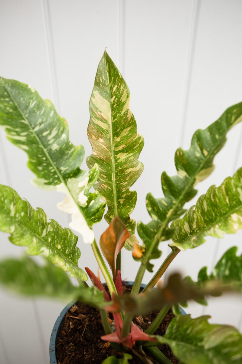 Philodendron Ring Of Fire