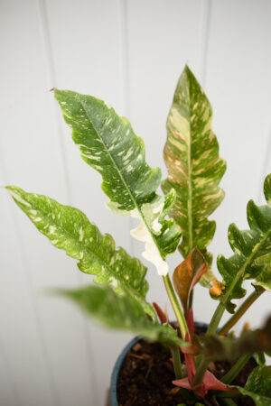 Philodendron Ring Of Fire