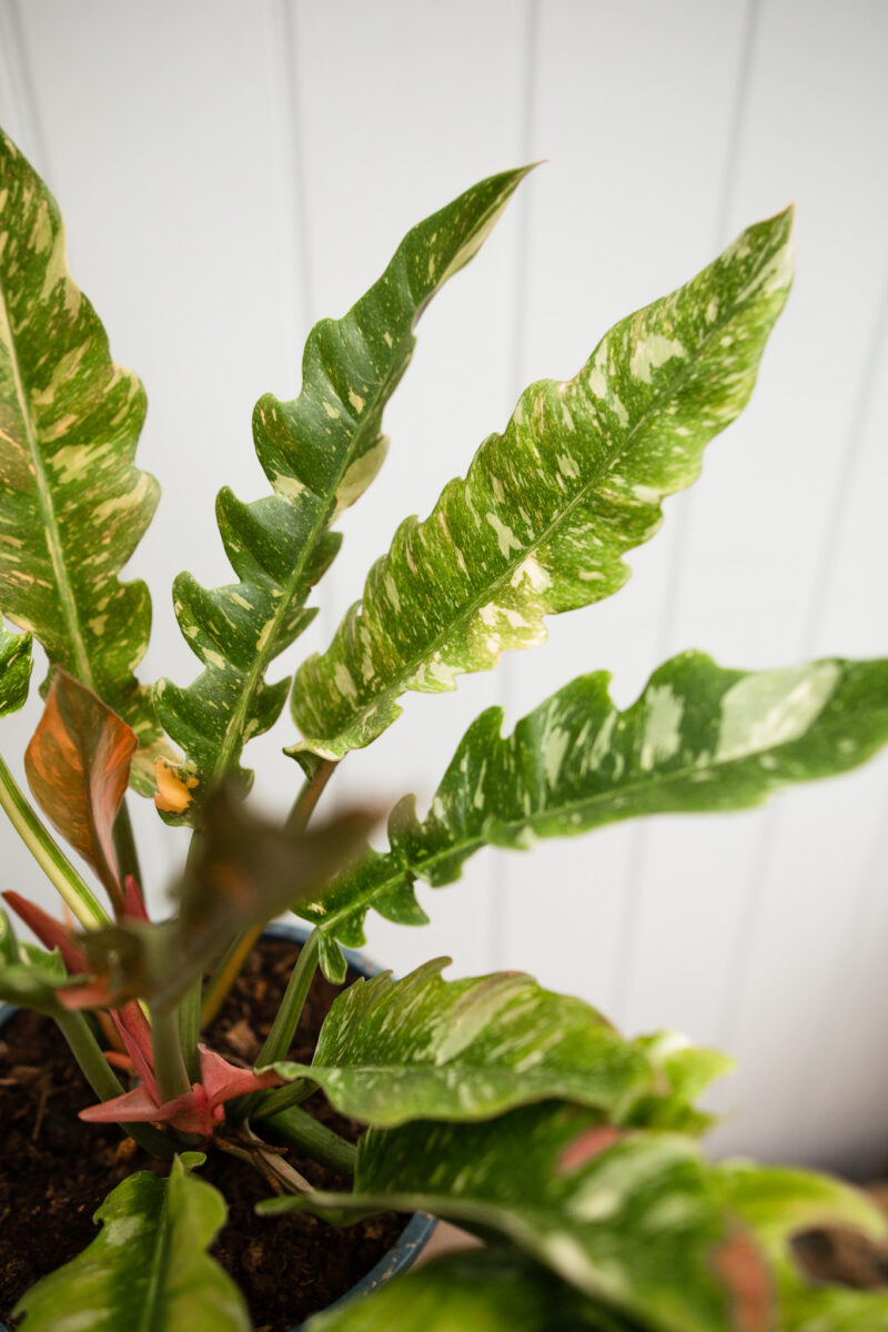 Philodendron Ring Of Fire