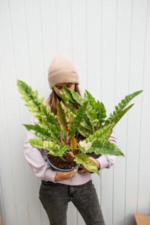 Philodendron Ring Of Fire