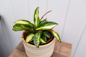 Hoya Carnosa Krimson Queen