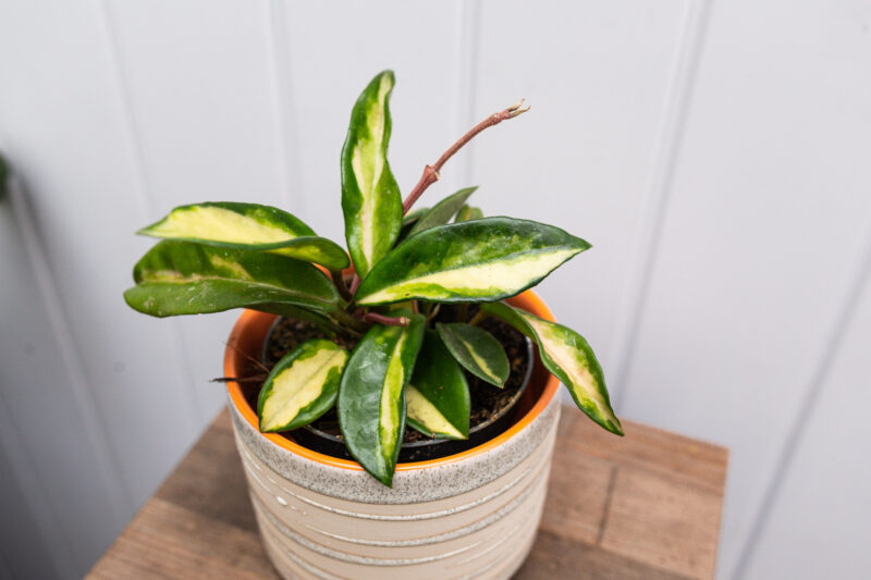 Hoya Carnosa Krimson Queen