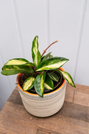 Hoya Carnosa Krimson Queen