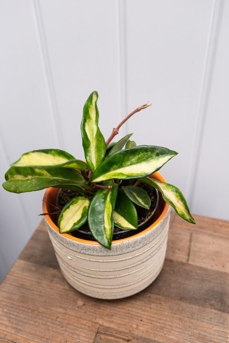 Hoya Carnosa Krimson Queen