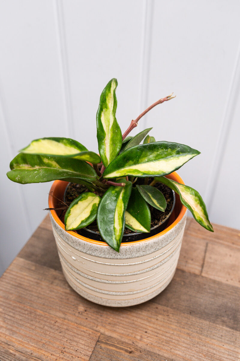 Hoya Carnosa Krimson Queen