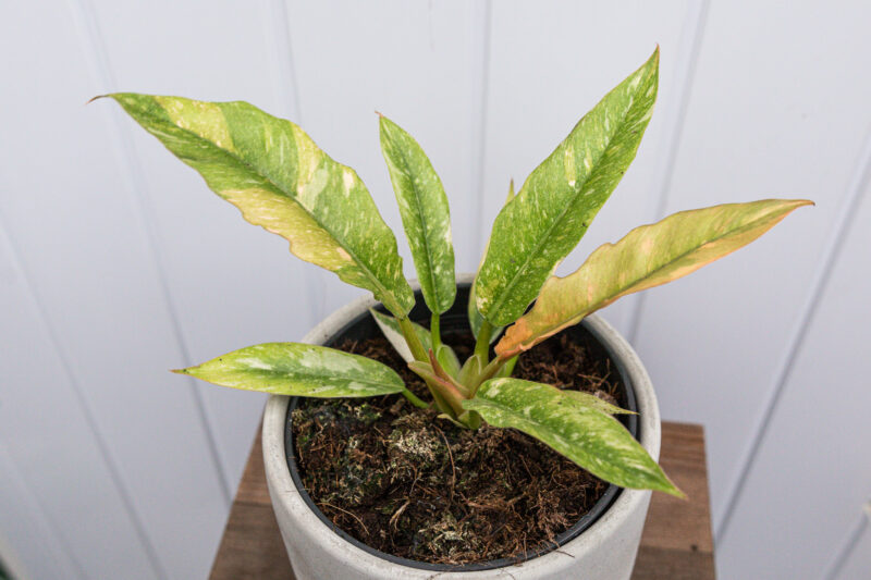 Philodendron Ring Of Fire