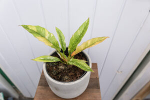 Philodendron Ring Of Fire