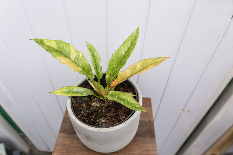 Philodendron Ring Of Fire
