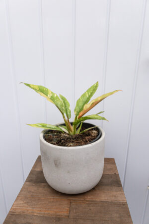 Philodendron Ring Of Fire