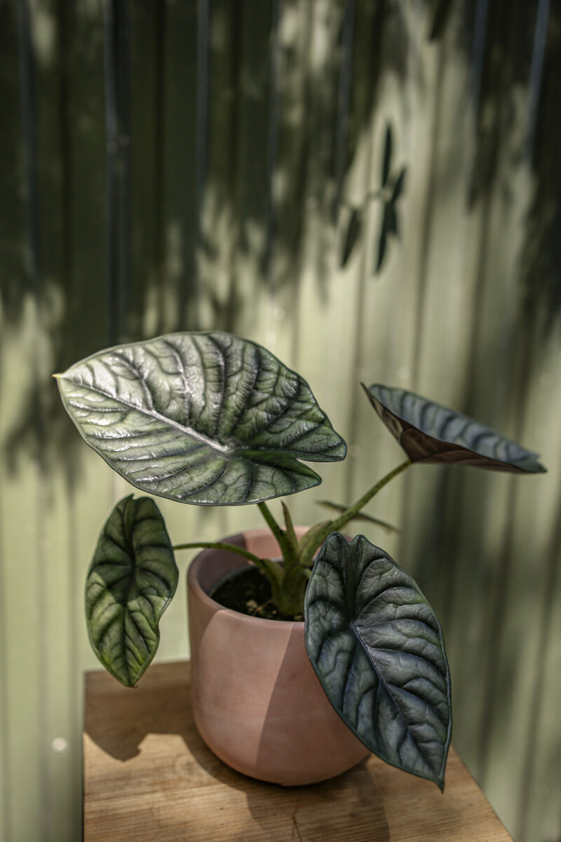 Alocasia Silver Nebula