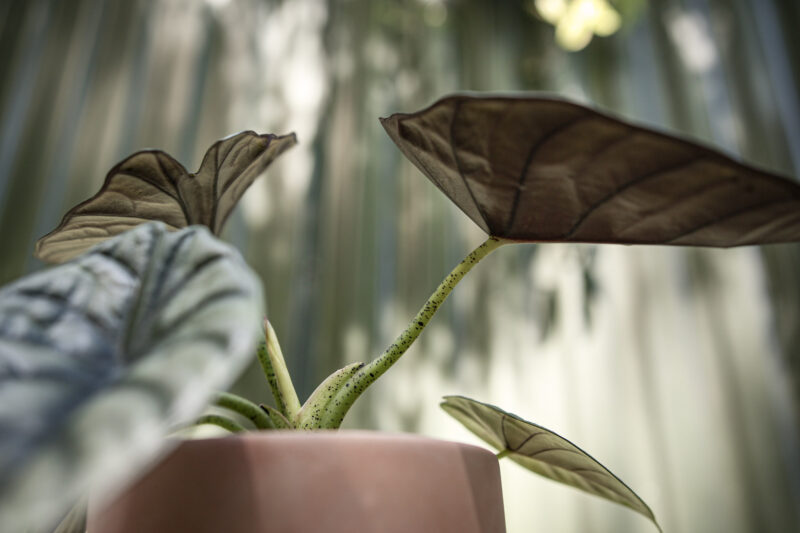 Alocasia Silver Nebula