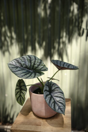 Alocasia Silver Nebula