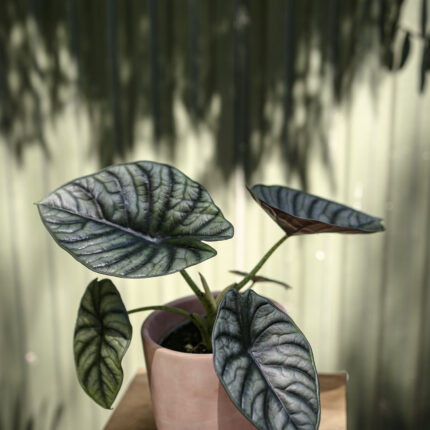 Alocasia Longiloba