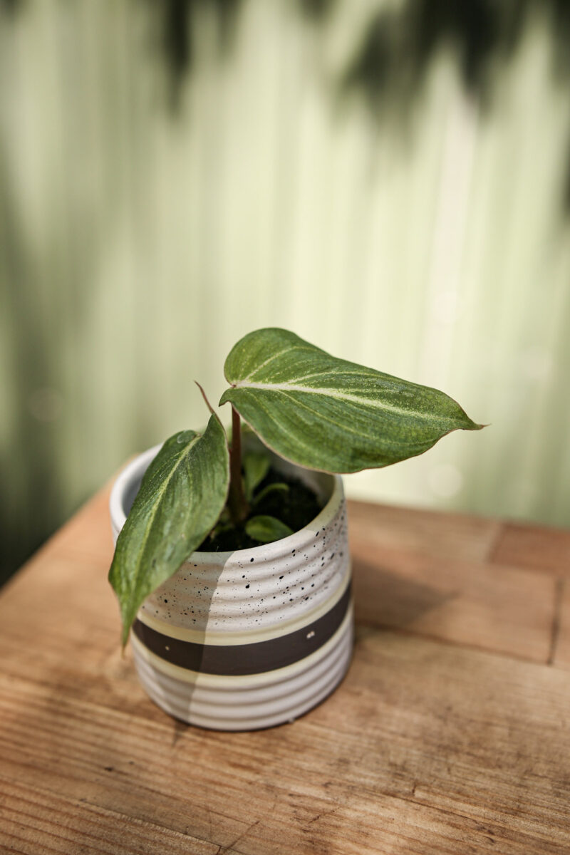 Philodendron Gloriosum