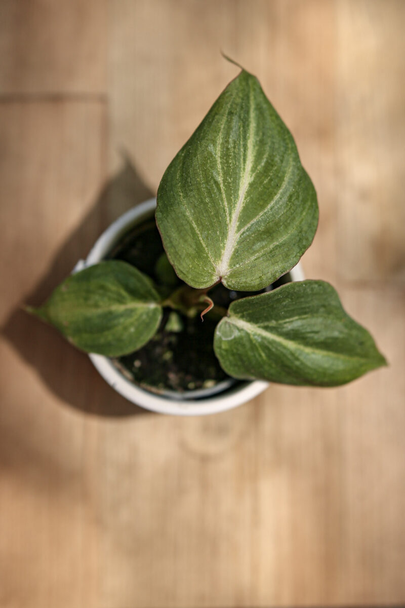 Philodendron Gloriosum