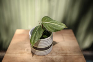 Philodendron Gloriosum