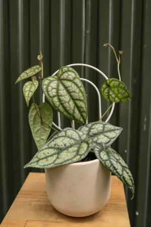 Pieprz Pipper sylvaticum