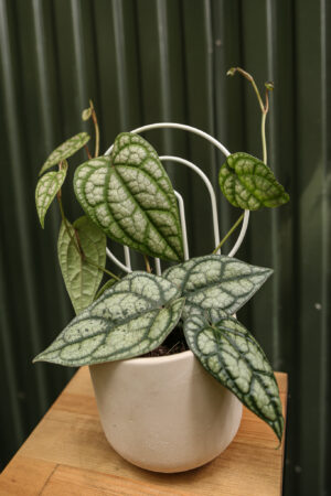 Pieprz Pipper sylvaticum