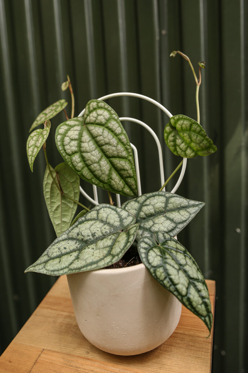 Pieprz Pipper sylvaticum