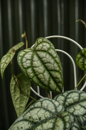 Pieprz Pipper sylvaticum