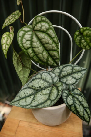 Pieprz Pipper sylvaticum