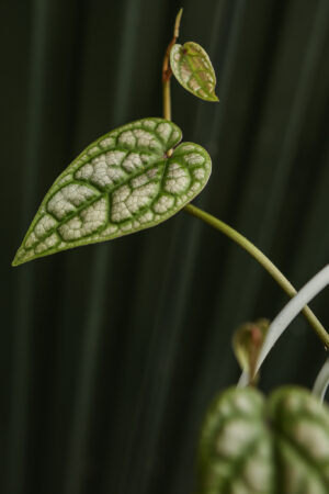 Pieprz Pipper sylvaticum