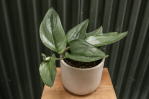 Scindapsus Moonlight