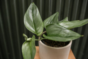 Scindapsus Moonlight