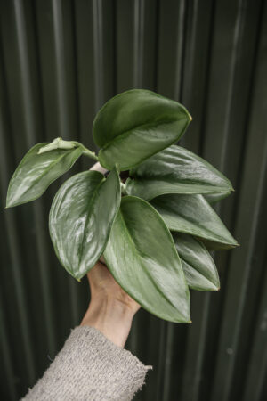 Scindapsus Moonlight