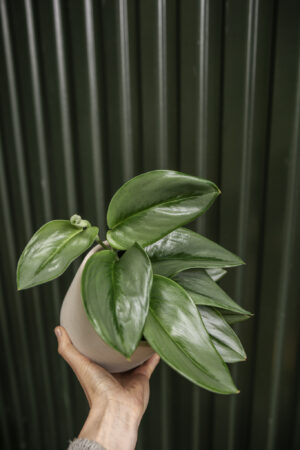 Scindapsus Moonlight