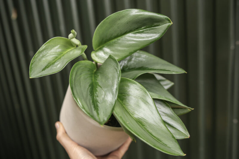 Scindapsus Moonlight