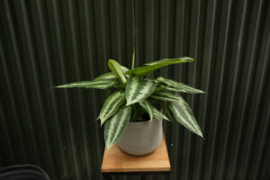 Schismatoglottis wallichii