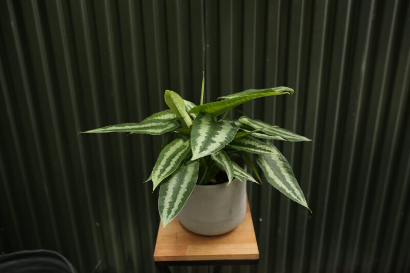 Schismatoglottis wallichii