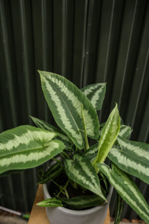 Schismatoglottis wallichii