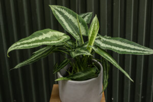 Schismatoglottis wallichii