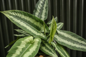 Schismatoglottis wallichii